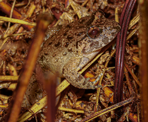 Capped Frog, Limnonectes gyldenstolpei