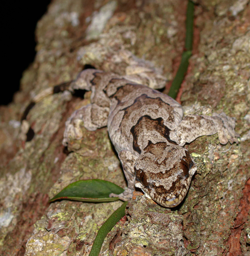 Banna Parachute Gecko, Gekko bannaense