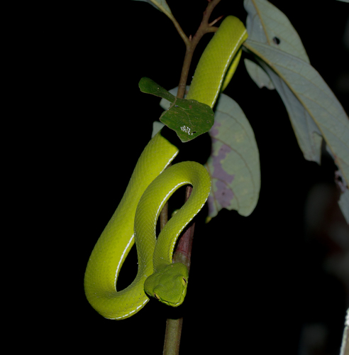 Gumprecht's Green Pitviper