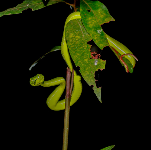 Gumprecht's Green Pitviper