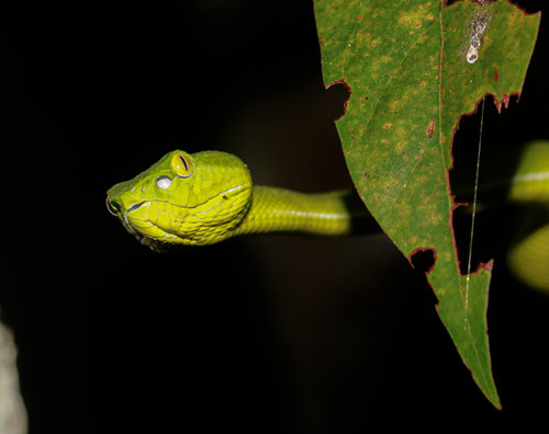 Gumprecht's Green Pitviper