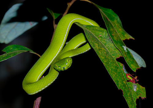Gumprecht's Green Pitviper