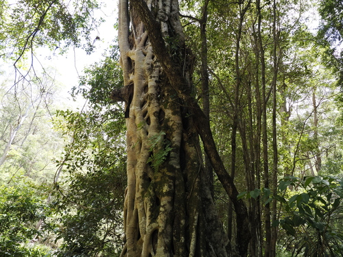 Image of Davallia solida by (c) Lucas Christofides, some rights reserved (CC BY)
