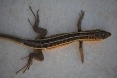 Lacerta trilineata