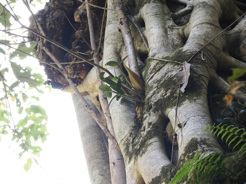 Dendrobium × gracillimum, photograph 4
