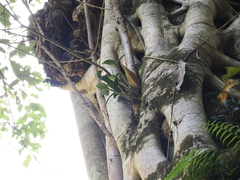 Dendrobium × gracillimum, photograph Lucas Christofides, CC BY, iNaturalist via GBIF