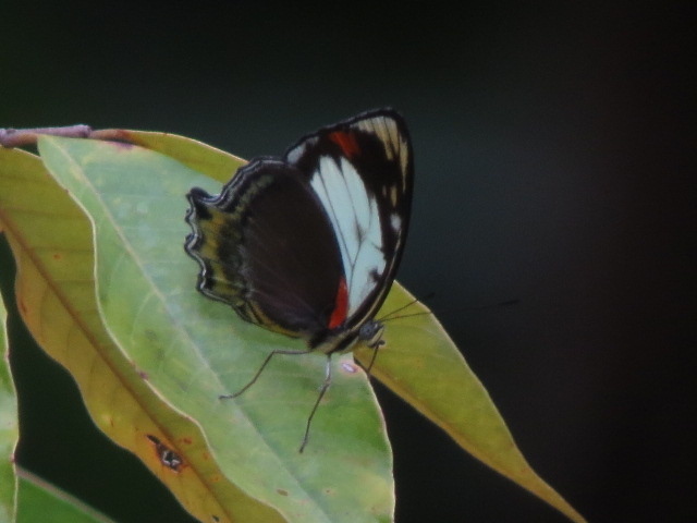 Symbrenthia talboti