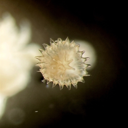 Hydroides longistylaris · iNaturalist