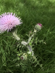 Cirsium japonicum australe