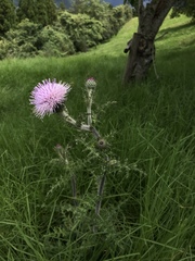 Cirsium japonicum australe
