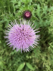 Cirsium japonicum australe