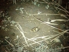 Chasmagnathus convexus