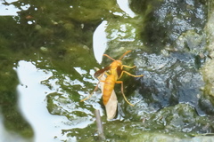 Polistes wattii