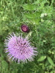 Cirsium japonicum australe