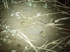 Chasmagnathus convexus