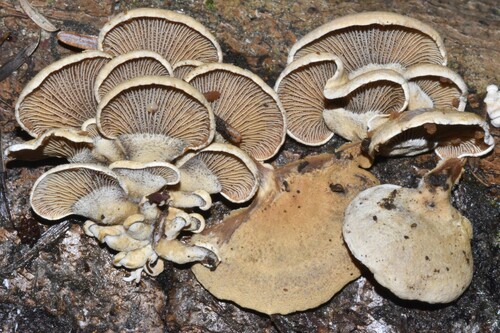 Ąžuolinis skiautenėlis nuotrauka