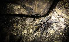 Acanthoscurria chacoana