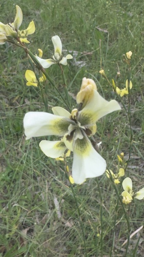 Image of Moraea bellendenii by (c) jraus, some rights reserved (CC BY-SA)