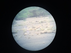 Nanger soemmerringii