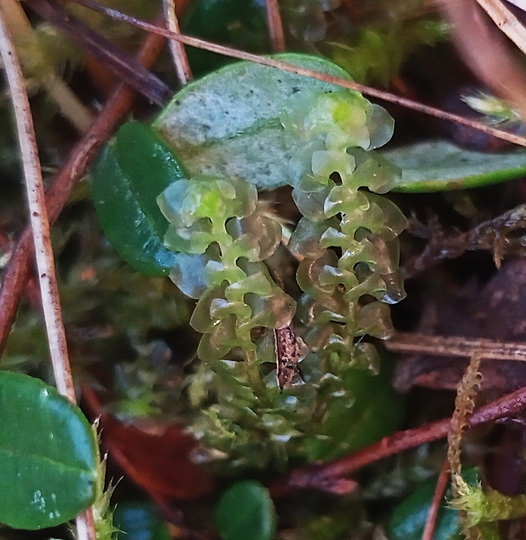 Scapania paludicola