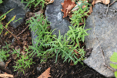 Pseudostellaria rigida