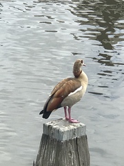 Alopochen aegyptiaca