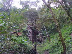 Alsophila firma