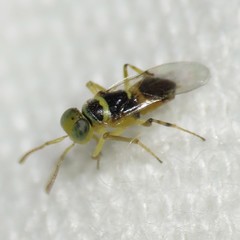 Isodromus