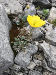 Papaver alpinum