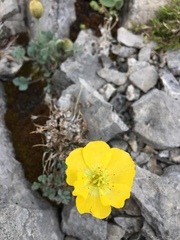 Papaver alpinum