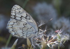 Melanargia larissa