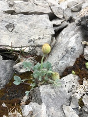 Papaver alpinum