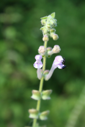 Tall skullcap (Scutellaria altissima)
