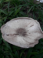 Agaricus blazei