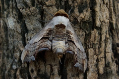 Imber tropicus