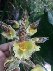 Catasetum fimbriatum