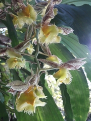 Catasetum fimbriatum