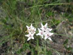 Asclepias feayi