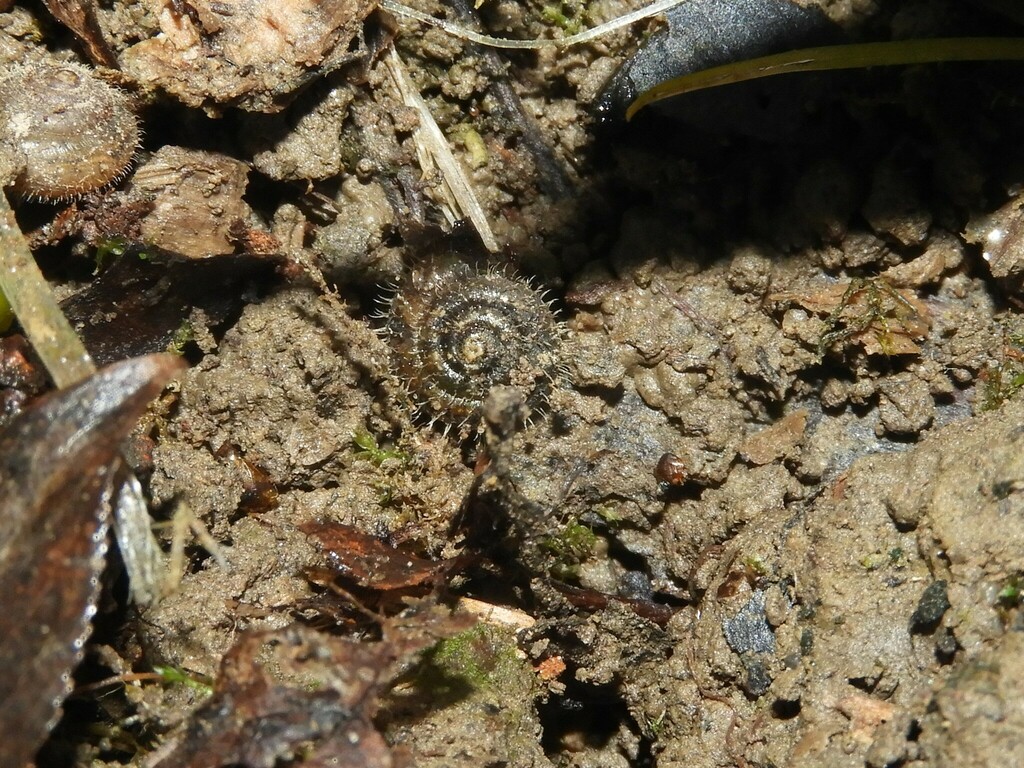 Trochulus villosulus
