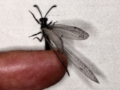 Bandidus canifrons