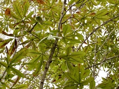 Japanese Horse Chestnut (Aesculus turbinata)