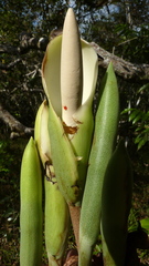 Philodendron pedatum
