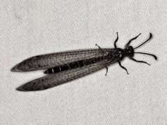 Bandidus canifrons