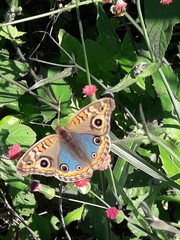 Junonia evarete