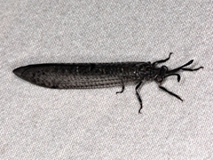 Bandidus canifrons