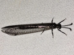 Bandidus canifrons