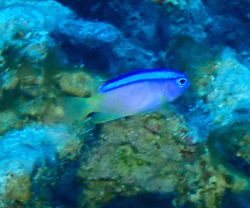 blueline damselfish