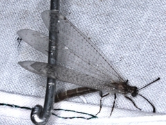 Bandidus canifrons