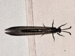 Bandidus canifrons