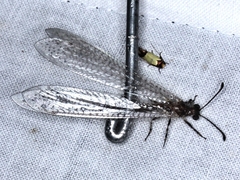 Bandidus canifrons